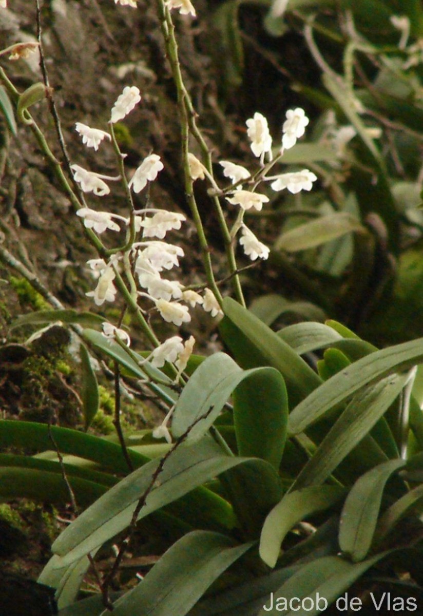 Aerides ringens (Lindl.) C.E.C.Fisch.